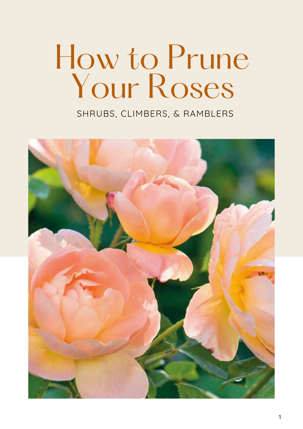 How to Prune Roses Guide