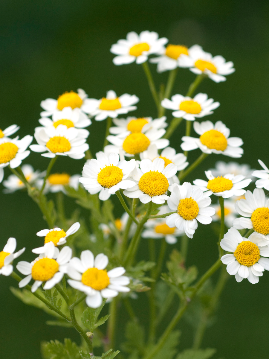 Feverfew chamomile flowers