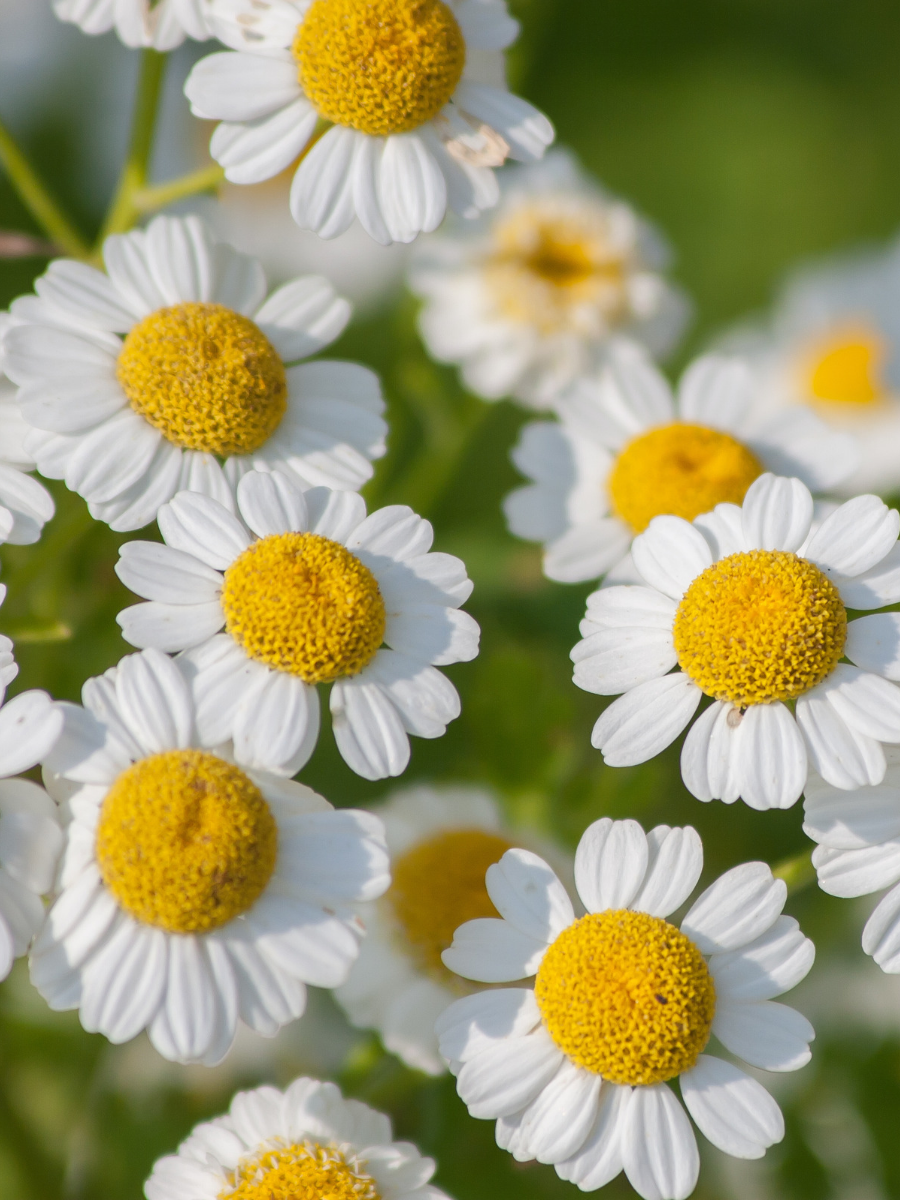 white chamomile style medicinal flowers feverfew