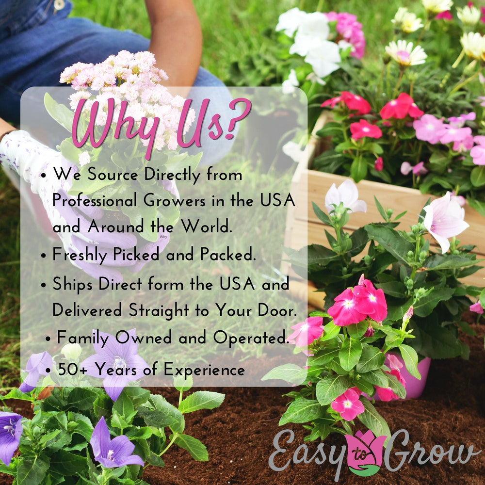Tulip Cape Holland Bulbs – Vibrant Pink Late Spring Tulips for Gardens & Bouquets