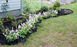 Heartleaf Foamflower Seeds