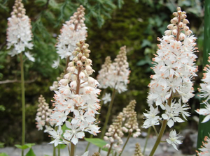 Heartleaf Foamflower Seeds