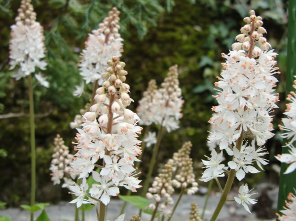 Heartleaf Foamflower Seeds