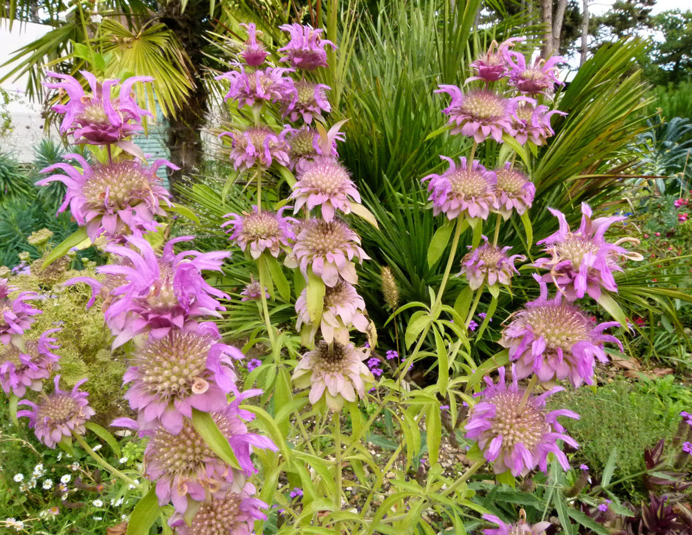 Spotted Bee Balm Seeds