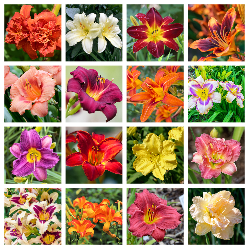 Daylily Seeds Mixed Colors