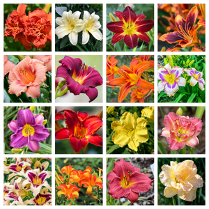 Daylily Seeds Mixed Colors