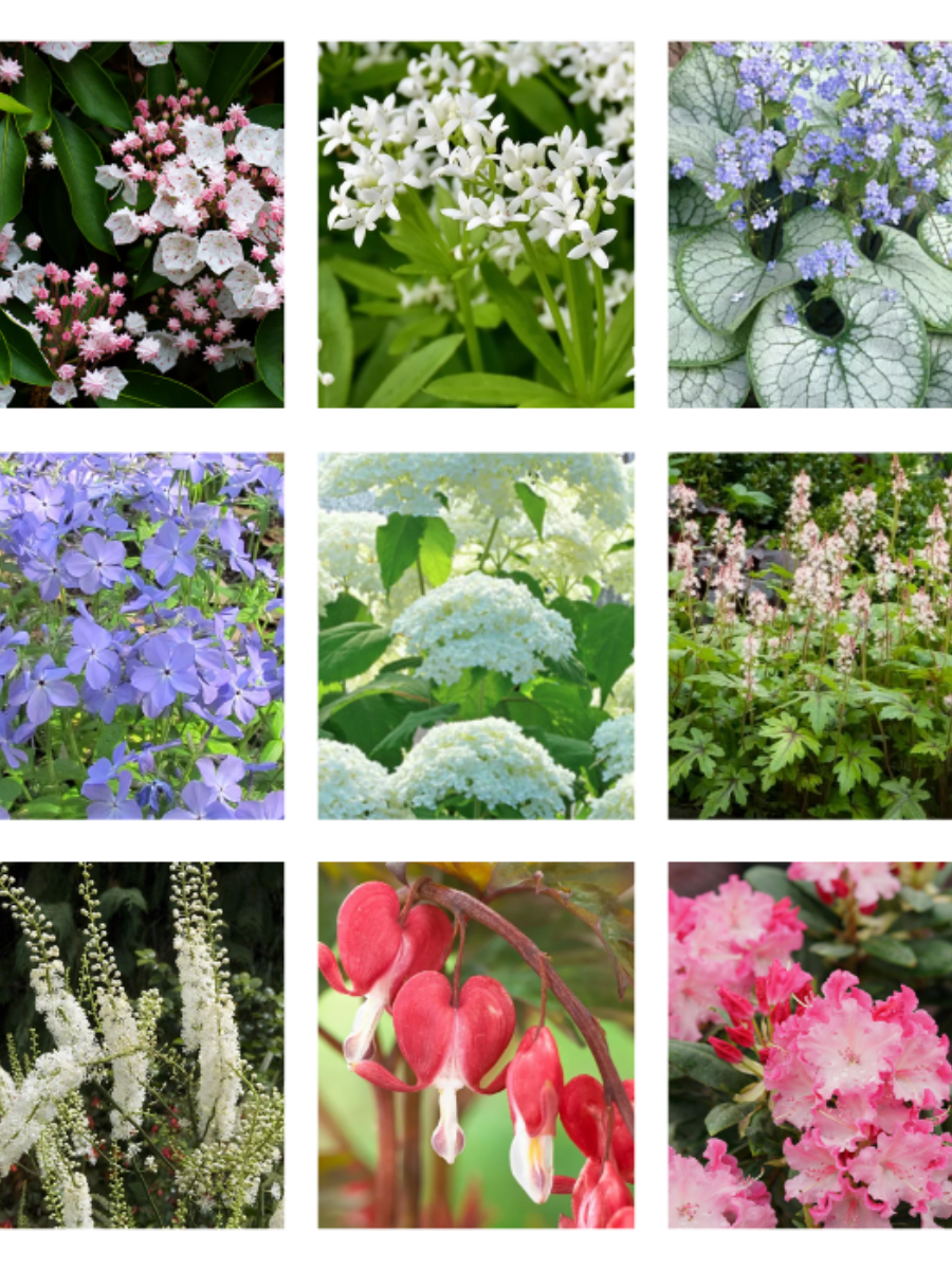 Collage of various plants and flowers including pink flowers, green shrubs, and white flowers.

