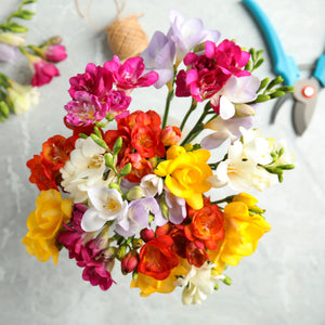 Double Freesia Bulbs Mix
