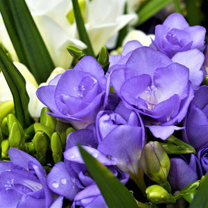 Double Freesia Bulbs Mix