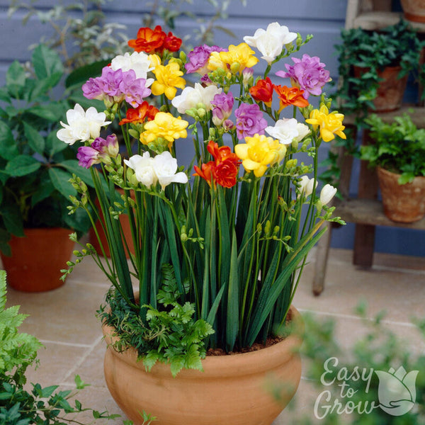 Double Freesia Bulbs Mix