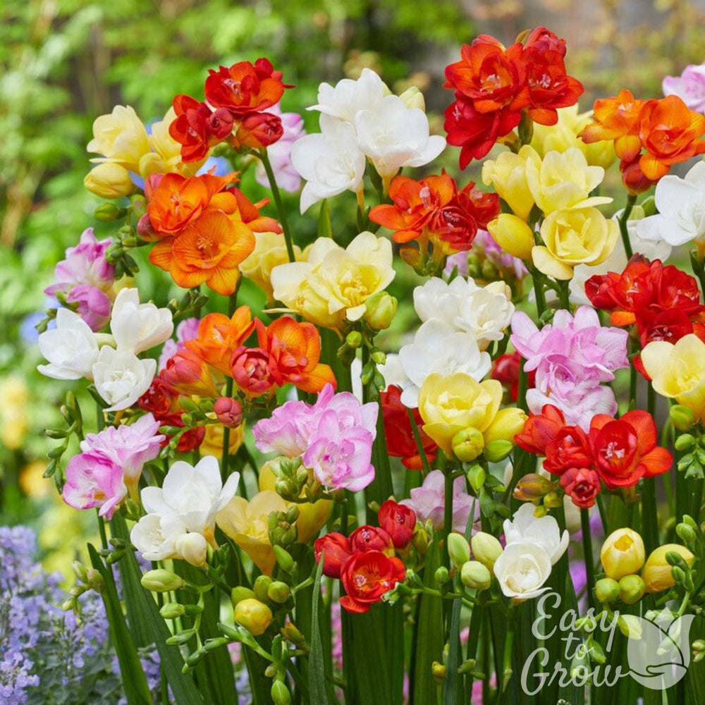 Double Freesia Bulbs Mix