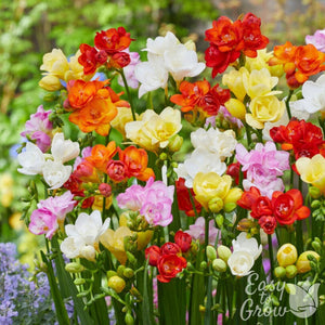 Double Freesia Bulbs Mix