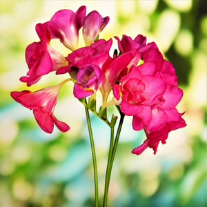 Double Freesia Bulbs Mix