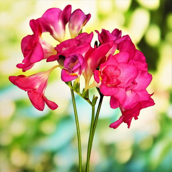 Double Freesia Bulbs Mix
