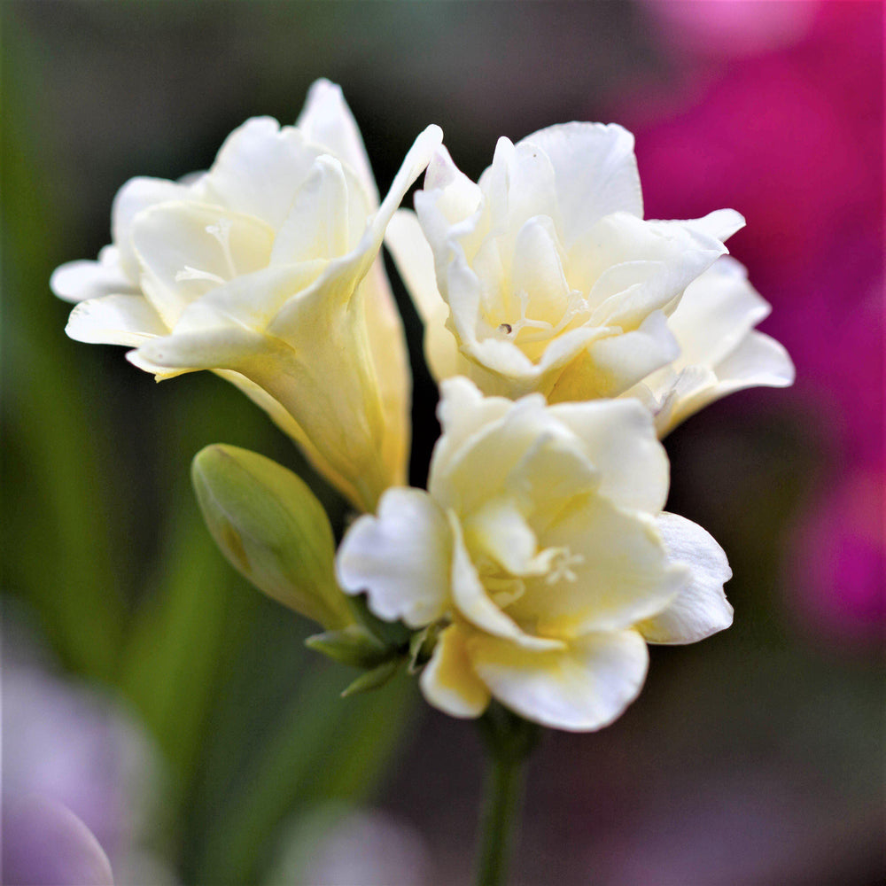 White Double Freesia Bulbs