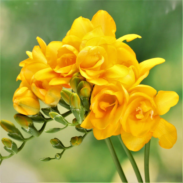 Double Freesia Bulbs Mix