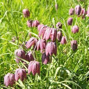 Checkered Lily Fritillaria Meleagris Bulbs