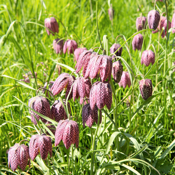 Checkered Lily Fritillaria Meleagris Bulbs