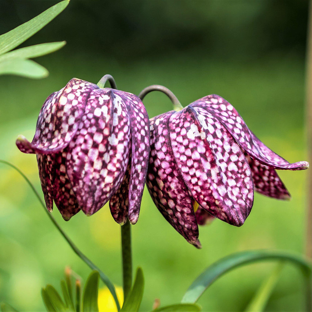 Checkered Lily Fritillaria Meleagris Bulbs
