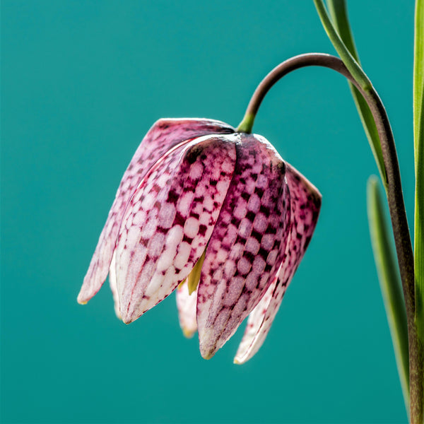Checkered Lily Fritillaria Meleagris Bulbs