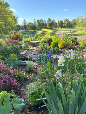 Cottage garden with wildlife pond and bench in springtime