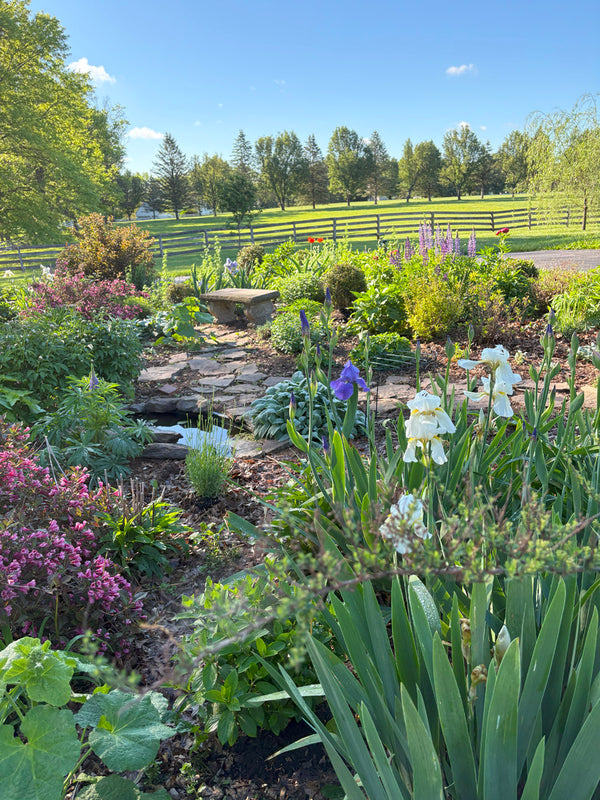 Cottage garden with wildlife pond and bench in springtime