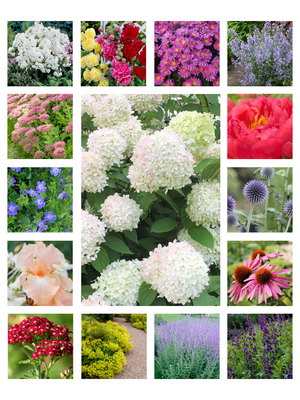 Small Space Cottage Garden Plan