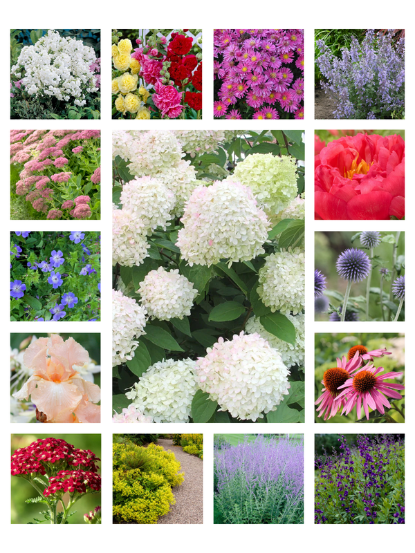 Small Space Cottage Garden Plan