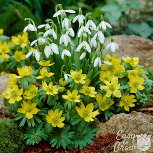 Winter Aconite & Snowdrop Bulbs