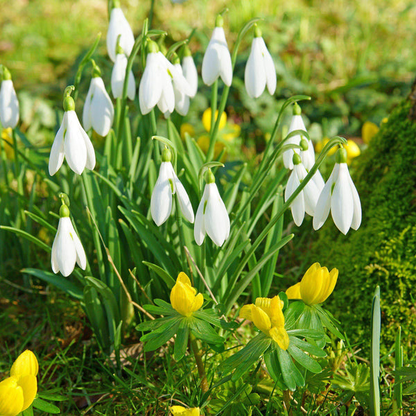 Winter Aconite & Snowdrop Bulbs