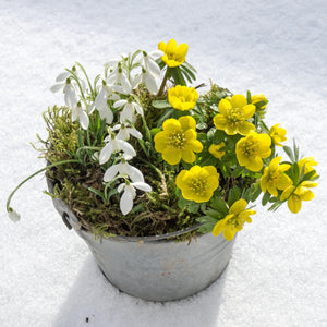 Winter Aconite & Snowdrop Bulbs