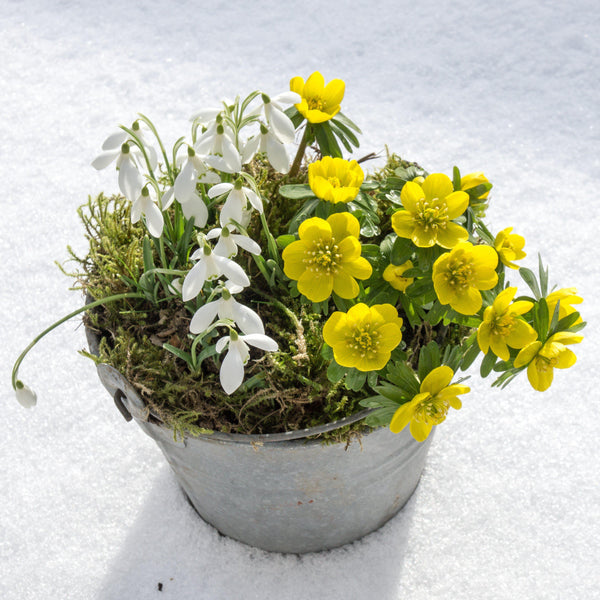 Winter Aconite & Snowdrop Bulbs