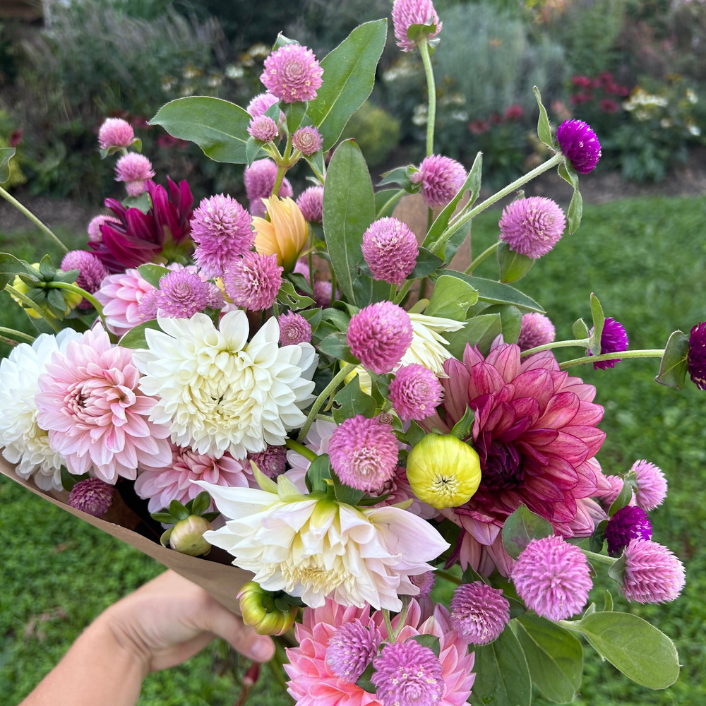 Bouquet of dahlias and gomphrena flowers held by a person in a garden setting

