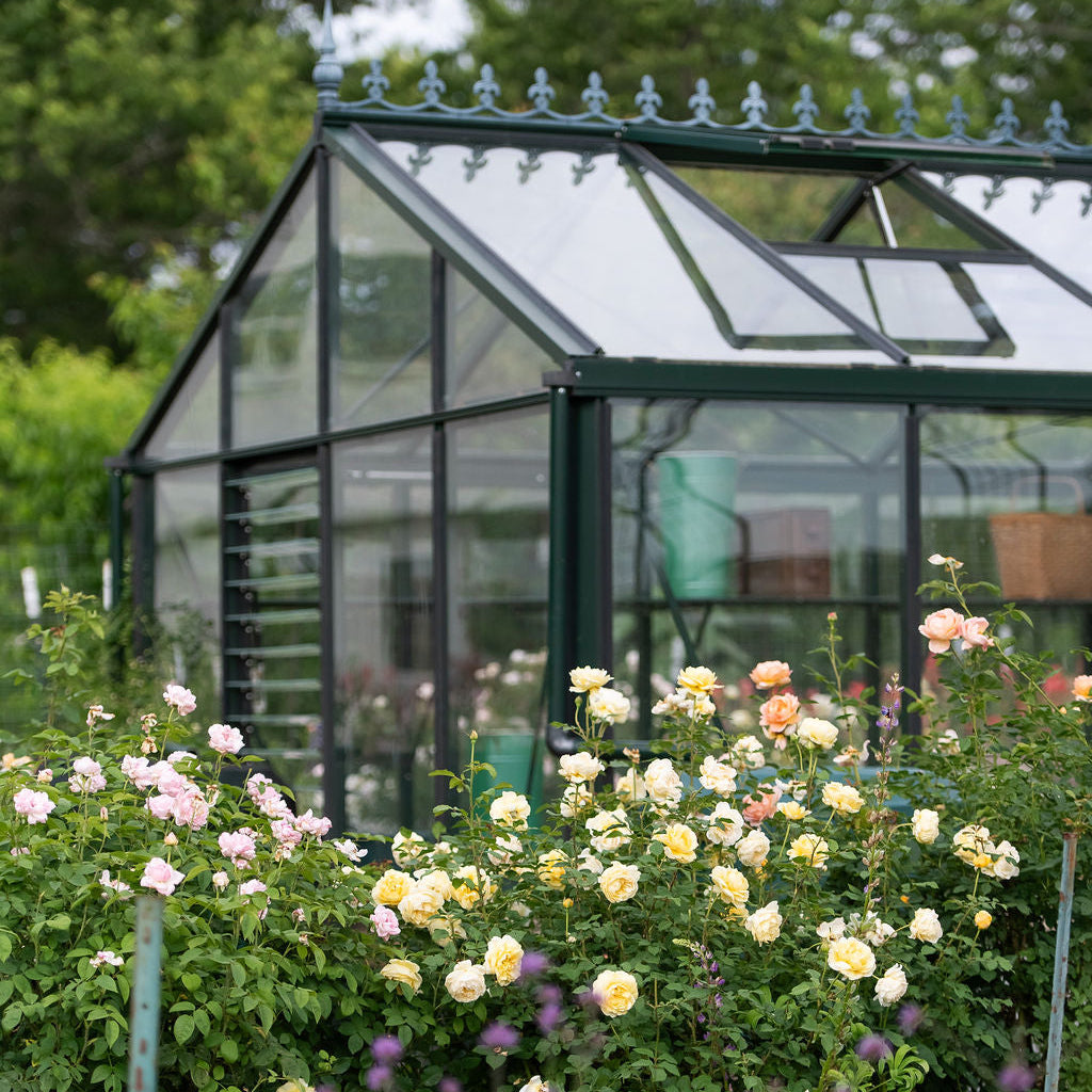 A green greenhouse with glass panels stands in a garden bed filled with blooming roses in white, yellow, pink, and peach, with blurred purple flowers in the foreground and trees behind. Janssens Royal Victorian Greenhouse