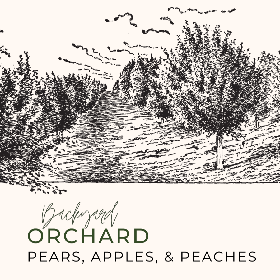 Illustration of an orchard with trees and a path, labeled 'Backyard Orchard Pears, Apples, & Peaches'.