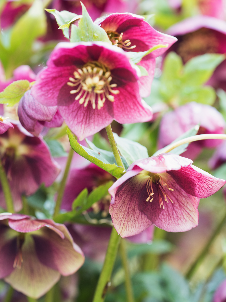 Hellebores