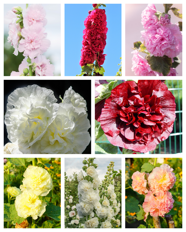 Majorette Hollyhock Seeds - Mixed Colors, Dwarf Double