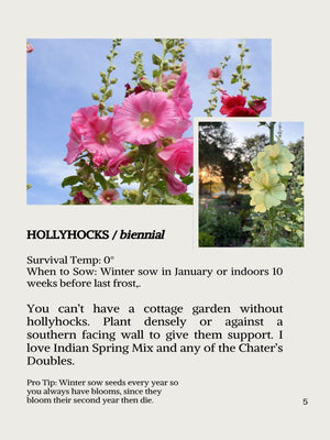 Hollyhock flowers with text about their care and growth.

