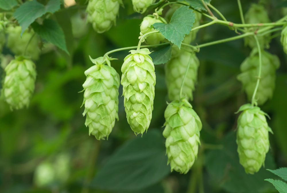 Common Hops Seeds