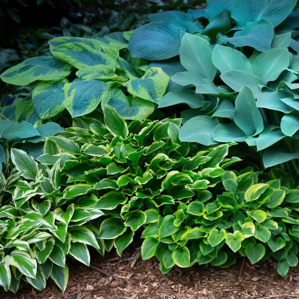 Hosta Bare Root Mix – Assorted Variegated & Colorful Shade-Loving Perennials (10, 20, or 30 count)