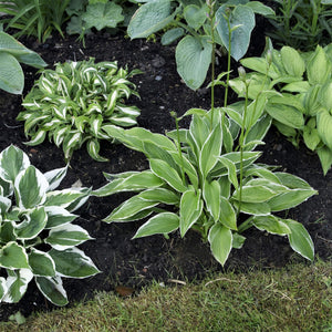 Hosta Bare Root Mix – Assorted Variegated & Colorful Shade-Loving Perennials (10, 20, or 30 count)