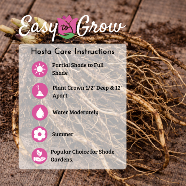 Hosta Bare Root Mix – Assorted Variegated & Colorful Shade-Loving Perennials (10, 20, or 30 count)