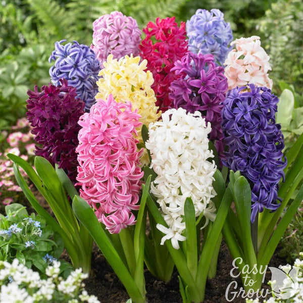 Fragrant Path Mix Multicolor Hyacinth Bulbs