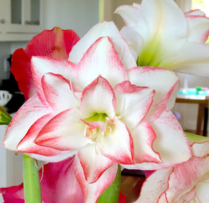 Amaryllis Blossom Peacock Bulbs – Fragrant Double Red & White Flowers