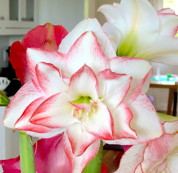 Amaryllis Blossom Peacock Bulbs – Fragrant Double Red & White Flowers