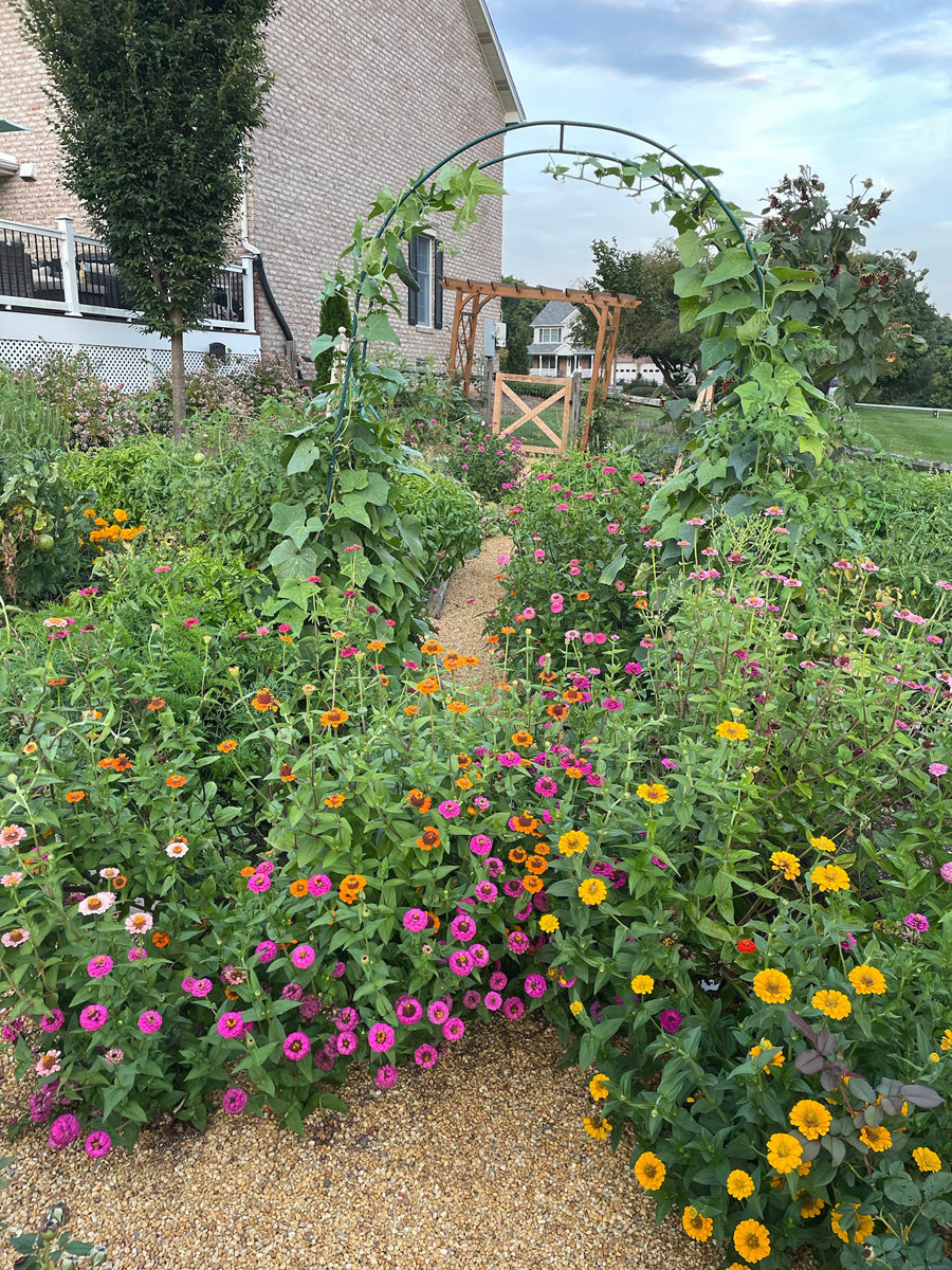 Cottage veggie garden with zinnias and arches

