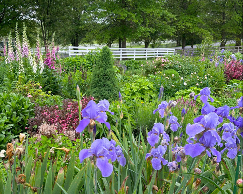 Figment Cottage Gardens