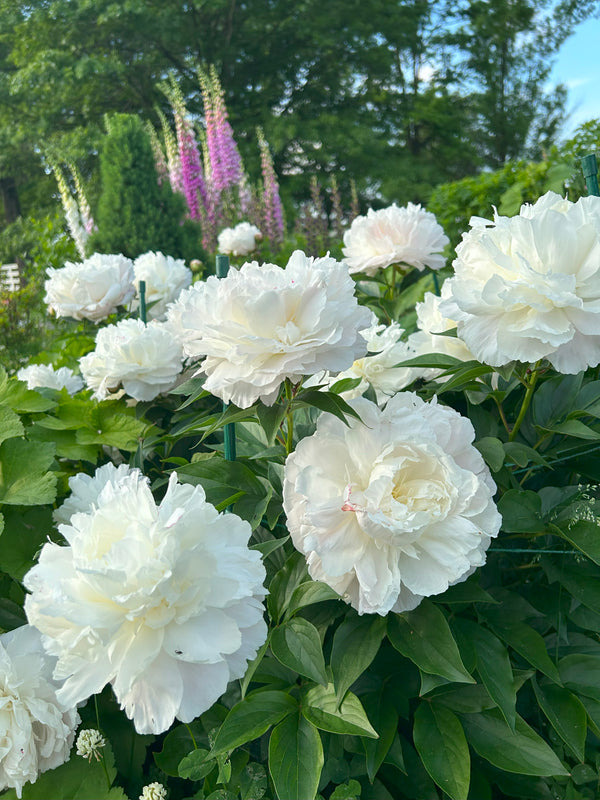 Full Sun Cottage Garden Plan Bundle