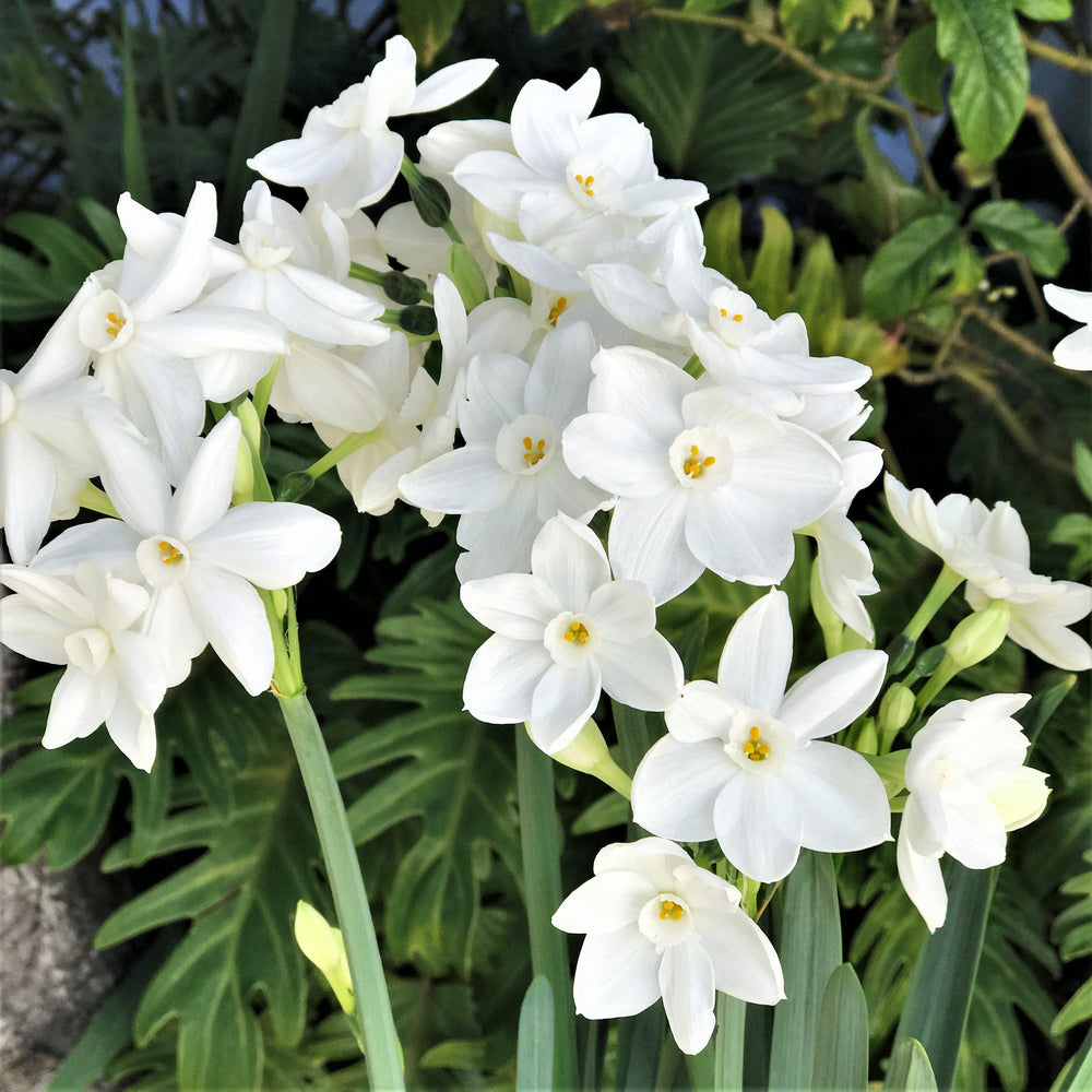 Narcissus Nir Paperwhite Bulbs 17+cm – Fragrant White Indoor Forcing Flowers (10 or 20 count)