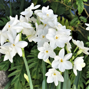 Narcissus Nir Paperwhite Bulbs 17+cm – Fragrant White Indoor Forcing Flowers (10 or 20 count)